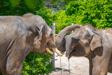 A photo of two elephants are standing in a fenced area © Géza
