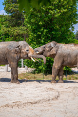 Naklejka premium A photo of two elephants are standing in a dirt area
