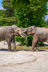 A photo of two elephants are standing in a sandy area © Géza