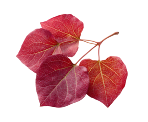 Clean isolated Redbud foliage with vibrant detail