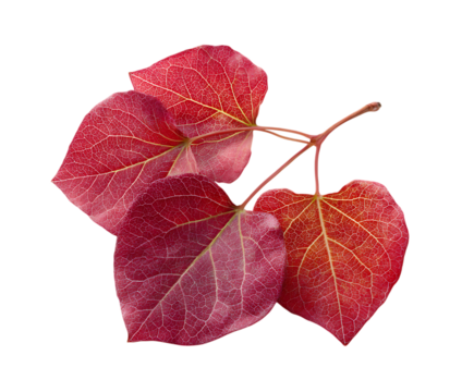 Clean isolated Redbud foliage with vibrant detail