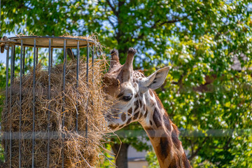 A photo of a gife eating hay from a cage