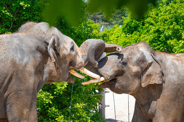 A photo of two elephants are standing in a fenced area © Géza