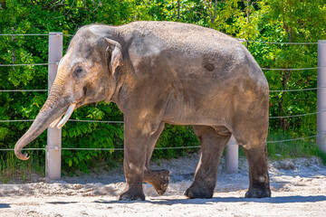 A photo of a large elephant walking in a dirt field © Géza