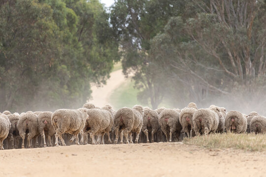 mob of merino ewes running away on an Australian farm