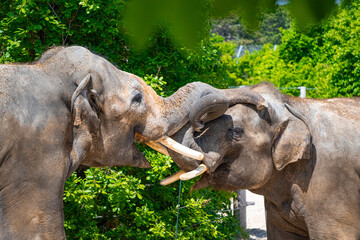 A photo of two elephants are touching each other elephants © Géza