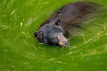 A photo of a bear swimming in a pond with green water