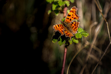butterfly