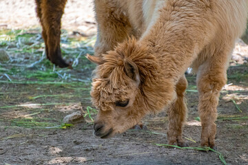 Naklejka premium A photo of a baby goat is standing in the dirt