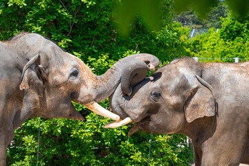 A photo of two elephants are touching each other elephants © Géza