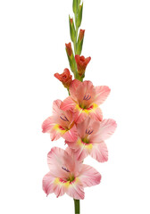 Fototapeta premium Delicate Pink Gladiolus Bloom