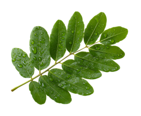 Vibrant and Healthy Rue Leaf Leaves Closeup Stock Image