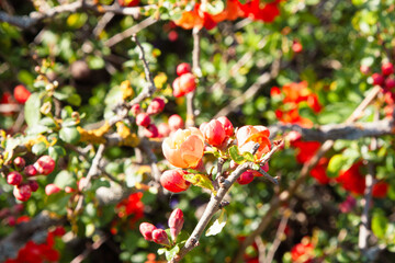 Obraz premium Orange, coral flowers. Bright orange, delightful quince flowers in spring. It is a beautiful shrub with green leaves and large coral flowers. Natural background with spring blossoms for wallpaper
