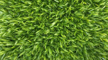 Lush green grass texture perfect for nature and background designs