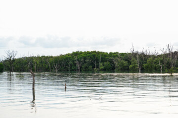 Green mangrove forest at low tide. Mangrove trees capture CO2. Net zero emissions. Blue carbon...
