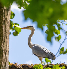 Beautiful grey heron against a blue sky and green