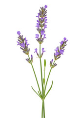 Lavender flower stem (1)