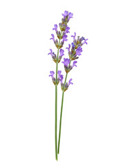 Naklejka premium Lavender sprig, close-up (2)