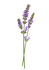 Naklejka premium Lavender sprig close-up (10)