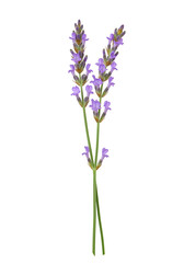 Fototapeta premium Lavender sprigs (1)