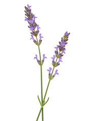 Naklejka premium Lavender sprigs close-up (2)