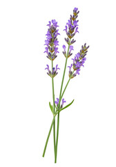 Fototapeta premium Lavender sprigs against black