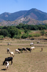 Zébu de Madagascar, Bos indicus, Fort Dauphin, Madagascar