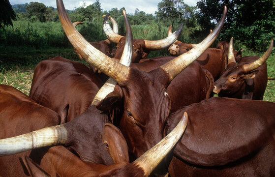 Vache, race &agrave; grandes cornes, femelle et jeune, R&eacute;publique D&eacute;mocratique du Congo