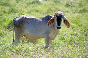 Zébu, race Brahman