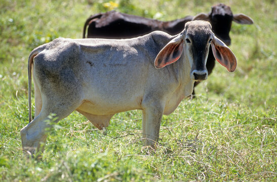 Z&eacute;bu, race Brahman