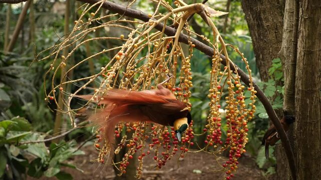 Bird of paradise Raggi or Raggiana Bird of paradise of Papua New Guinea. National bird cendra wasih. High quality 4k footage