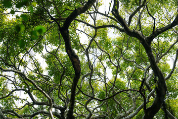 Amazing banyan spread at Sai Ngam Park, Phi Mai District, Nakhon Ratchasima Province, Thailand.