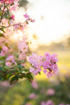 Pink crepe myrtle flowers blossum in golden afternoon light