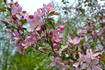 decorative apple tree blooms pink in spring