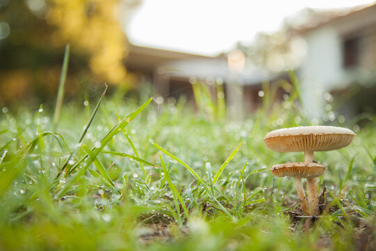 Pair of toxic mushrooms growing among stalks of dewy grass