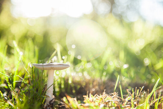 Single toadstool growing in grass with lens flare and sparkles of sunlight