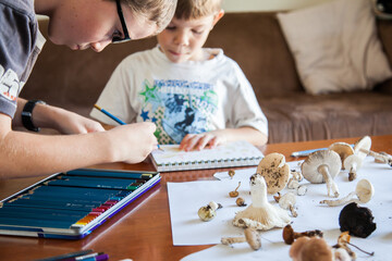 Boys doing nature studies on fungi and toadstools for homeschool