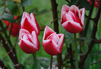 Blooming beautiful tulips of the Lin van der Mark variety