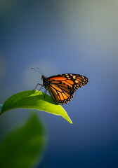 Monarch butterfly resting on leaf