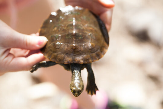 Hands holding an Eastern Long Neck Turtle
