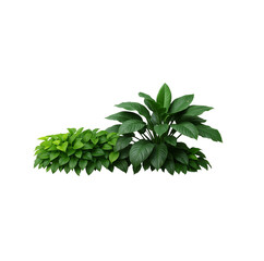 Fototapeta premium green plant isolated on white