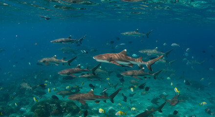 Fototapeta premium grey reef shark, reef shark, sharks, Grey Reef Sharks Underwater School