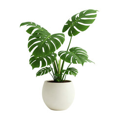 green monstera plant in a pot