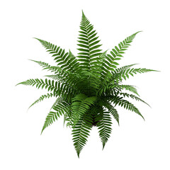 palm tree leaf