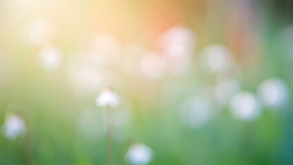 Obraz premium Soft Focus Meadow Delicate White Flowers in Sunlight