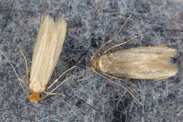 Tineola bisselliella, known as the common clothes moth, webbing clothes moth, or simply clothing...