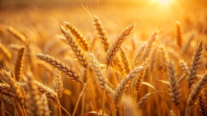Fototapeta premium Golden Wheat Field at Sunset A Close-Up View of Ripe Grains Bathed in Warm Light