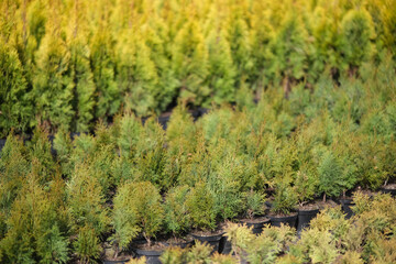 Neat rows of pots with green thuja seedlings