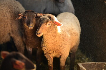 Schaf im Stall im Morgenlicht
