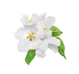 Fototapeta premium White apple blossoms are isolated on a white background